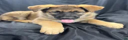 German Shepherd dogs for sale: Bella - Ad 13
