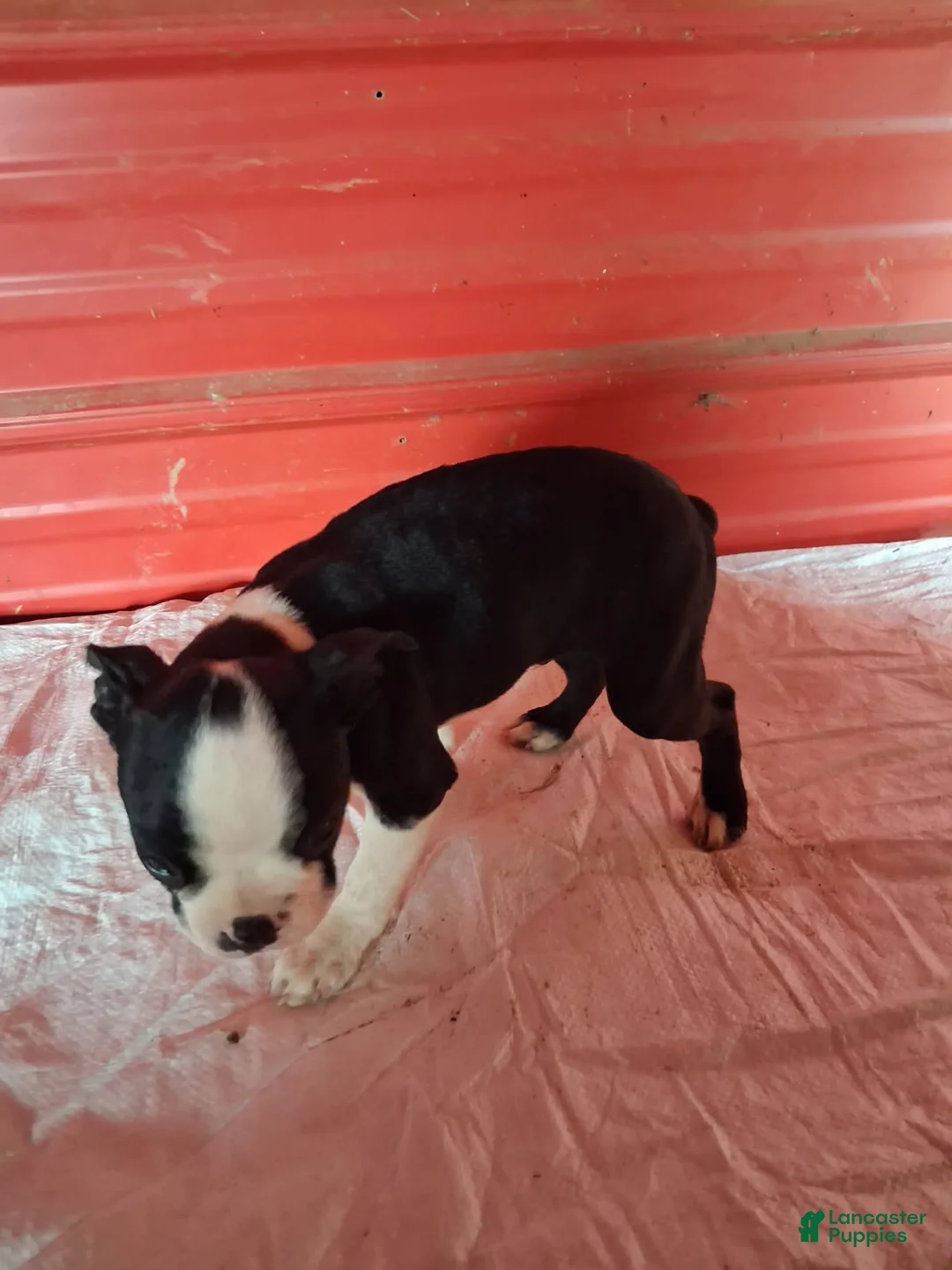 Boston Terrier dogs for sale: John - Ad 1