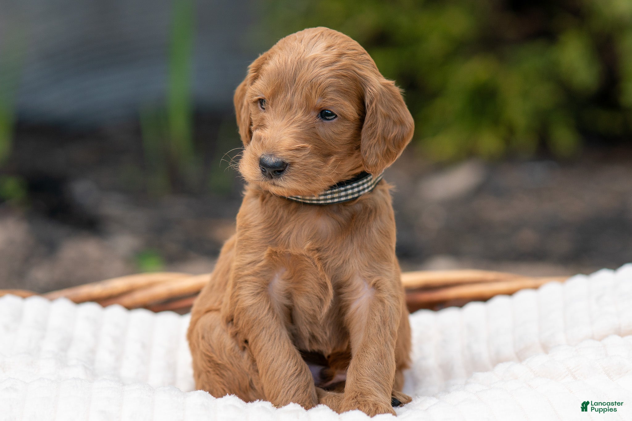 Irish Doodle dogs Black Collar - “Kane” - Ad 1