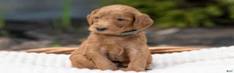 Irish Doodle dogs for sale: Black Collar - “Kane” - Ad 3