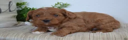 Miniature Poodle dogs for sale: Prince - Ad 3