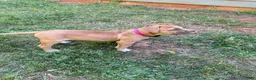 American Bulldog dogs for sale: Minnie - Ad 4