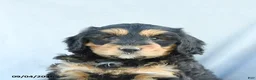 Mini Bernedoodle dogs for sale: Marigold - Ad 5