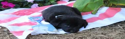 Labrador Retriever dogs for sale: Chipper - Ad 3
