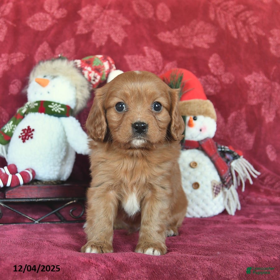 Cavapoo dogs Tristen  - Ad 36