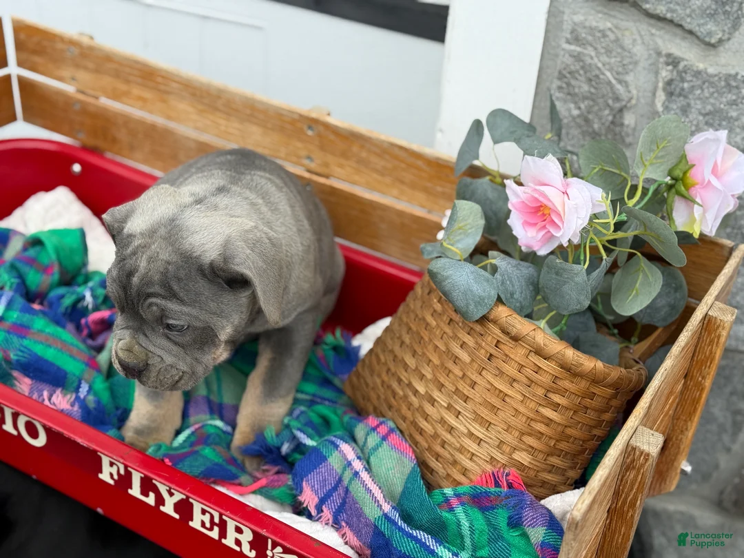 Cane Corso dogs for sale: Arlo - Ad 2