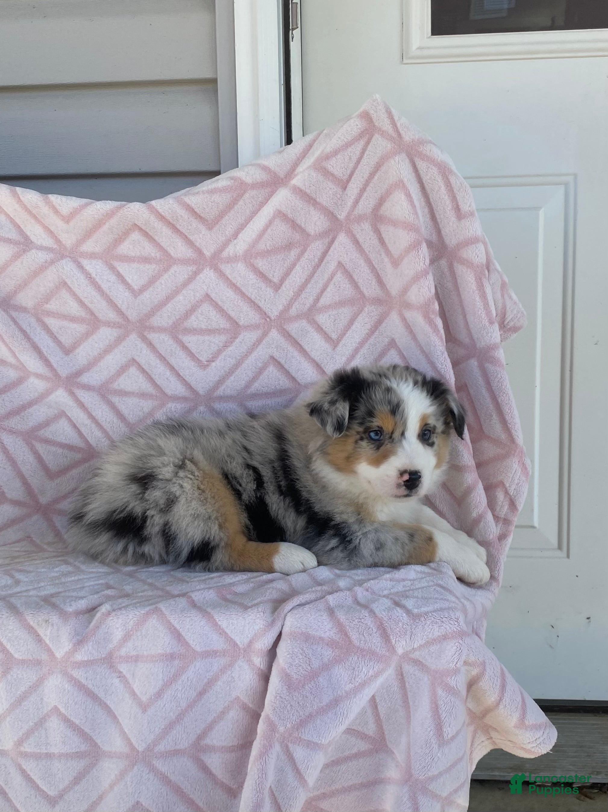 Australian Shepherd dogs Australian Shepherd Puppy 1 - Ad 2