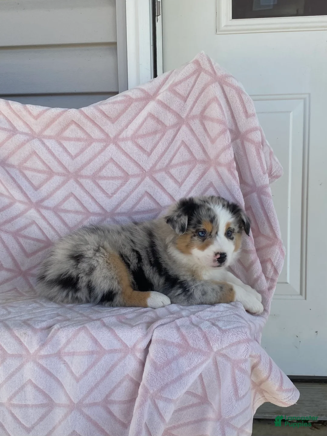 Australian Shepherd dogs for sale: Australian Shepherd Puppy 1 - Ad 2