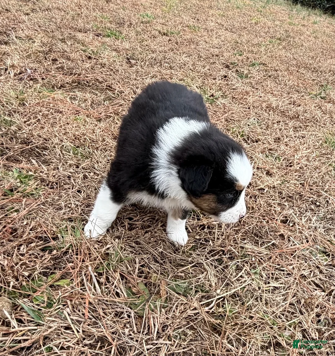 Australian Shepherd dogs for sale: Millie - Ad 5
