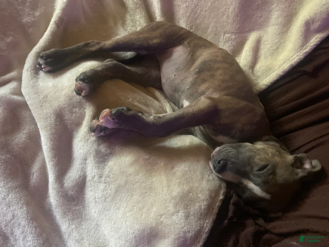 American Pit Bull Terrier dogs for sale: American Pit Bull Terrier Puppy 3 - Ad 2