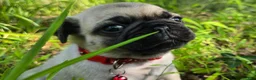 Pug dogs for sale: Moe - Ad 7