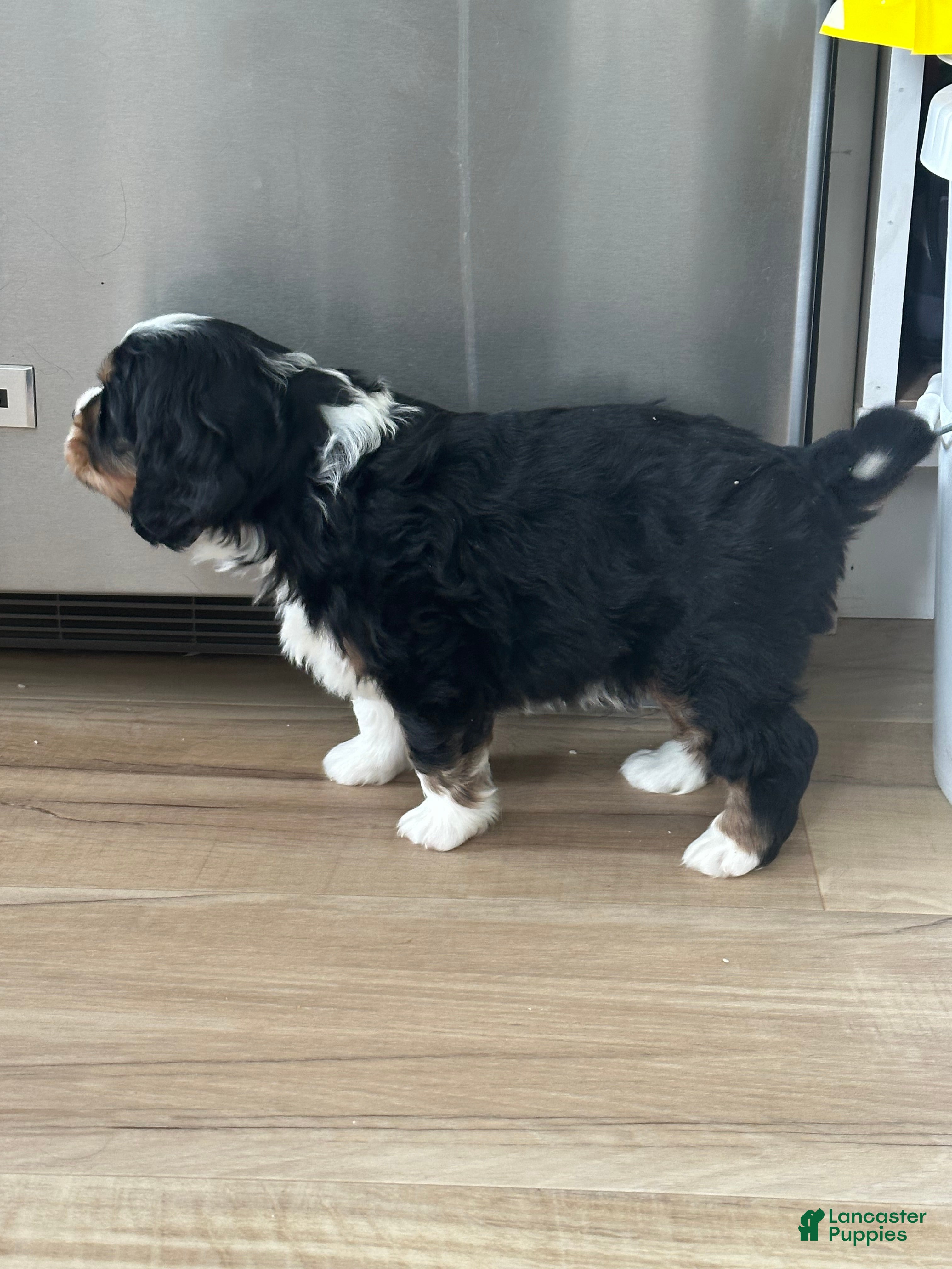 Miniature Bernese Mountain Dog dogs Miniature Bernese Mountain Dog Puppy 6 - Ad 2
