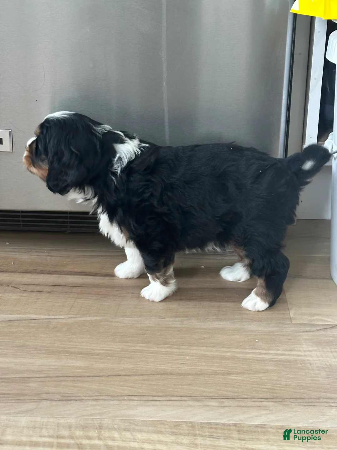 Miniature Bernese Mountain Dog dogs for sale: Miniature Bernese Mountain Dog Puppy 6 - Ad 2