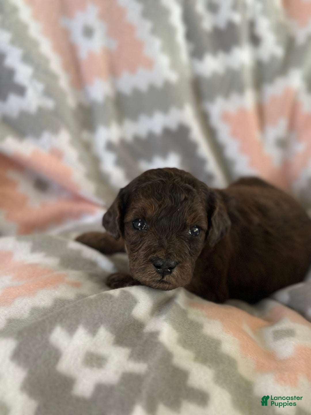 Mini Goldendoodle dogs for sale: Chilli - Ad 3