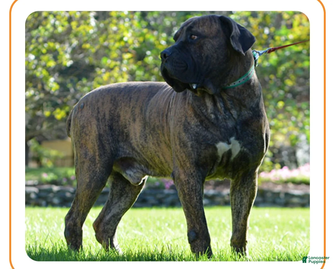 South African Boerboels dogs for sale: Alex - Ad 7