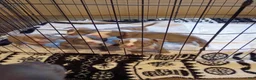 American Bully dogs for sale: American Bully 3 - Ad 11