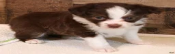 Toy Australian Shepherd dogs for sale: Flora red-tri Toy Aussie f - Ad 2