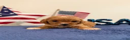 Cavapoo dogs for sale: Sparkler - Ad 5