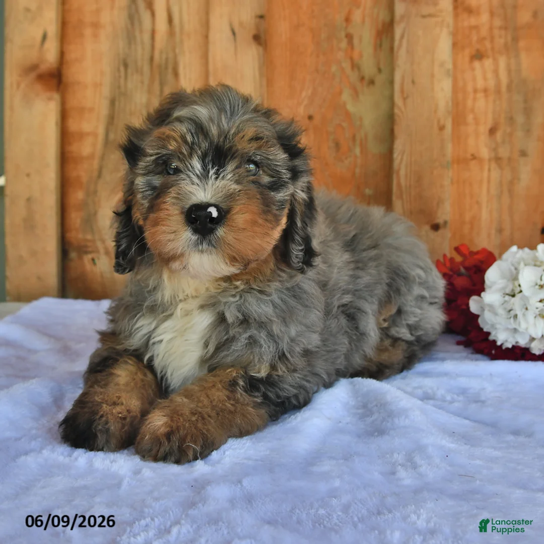 Bernedoodle dogs for sale: Charlie - Ad 4