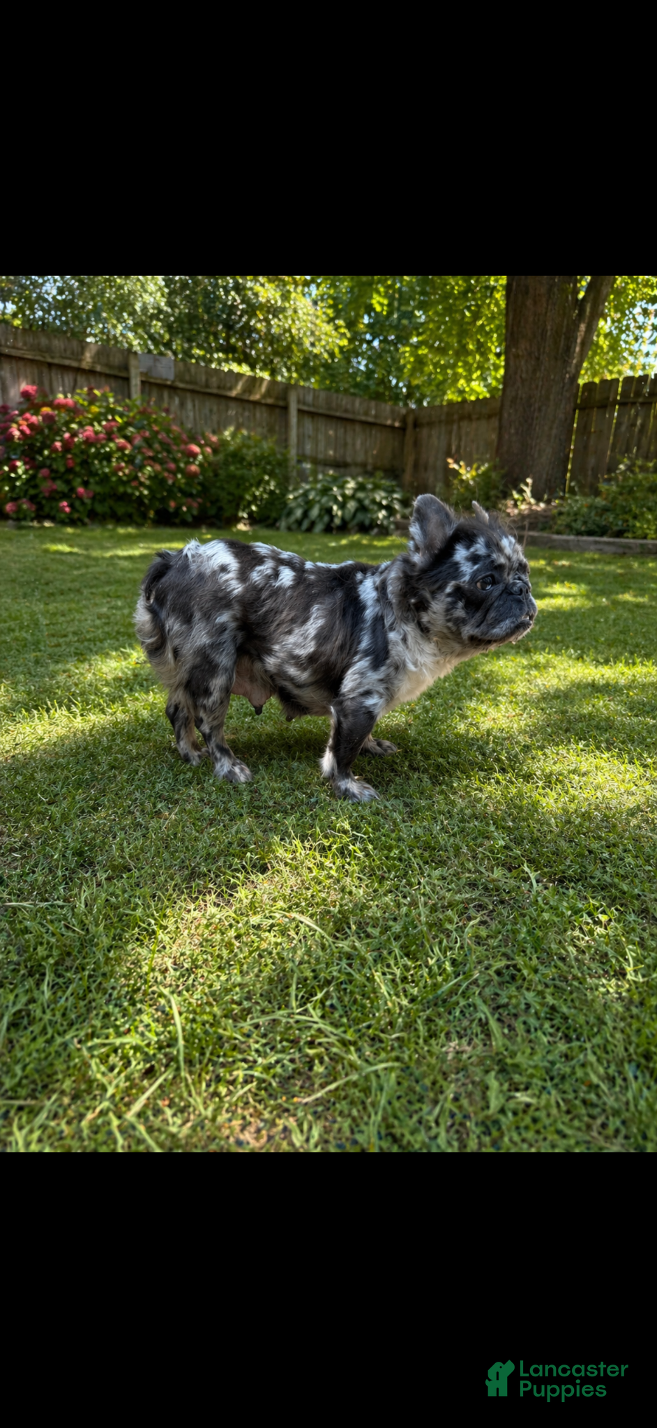 French Bulldog dogs French Bulldog Puppy 1 - Ad 2