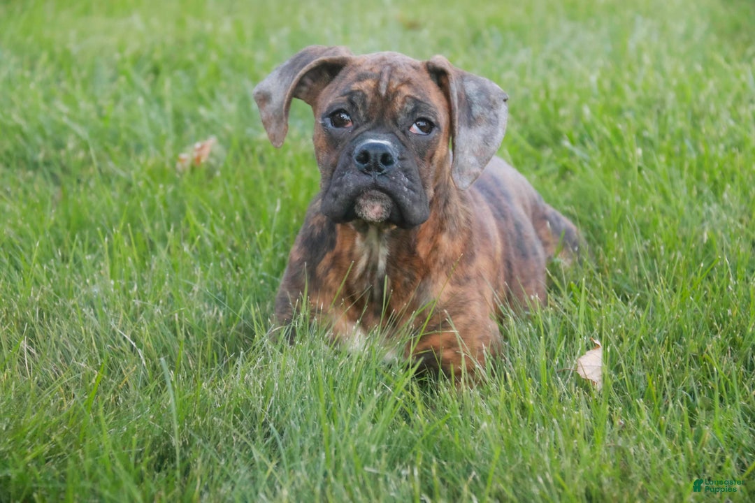 Boxer dogs for sale: Oakley - Ad 5