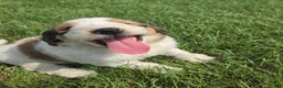 Mixed Breed dogs for sale: Rock - Ad 8