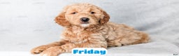 Goldendoodle dogs for sale: Friday - Ad 5
