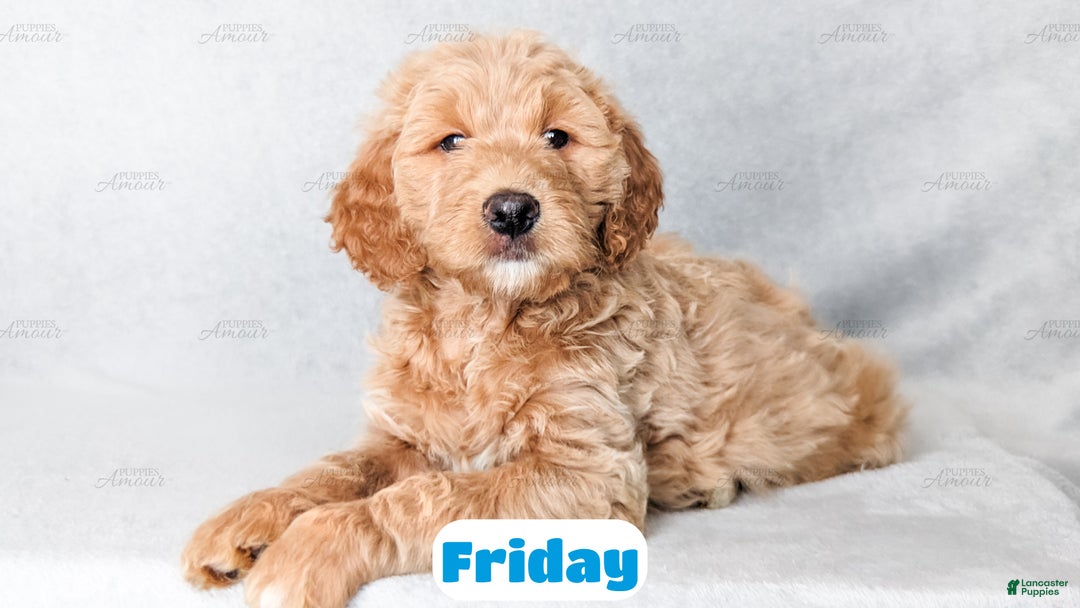 Goldendoodle dogs for sale: Friday - Ad 5