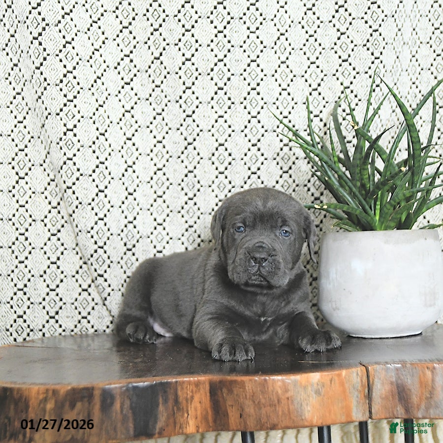 Cane Corso dogs Thor - Ad 17