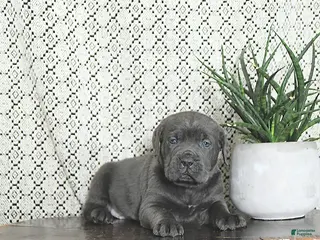 Cane Corso dogs Thor - Ad 17