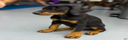 Doberman Pinscher dogs for sale: Diabla Blk F - Ad 3
