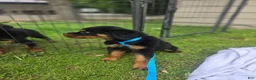 Rottweiler dogs for sale: Rottweiler Puppy 3 - Ad 4