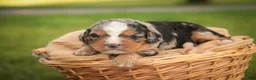 Mini Bernedoodle dogs for sale: Misha Mini Bernedoodle  - Ad 1