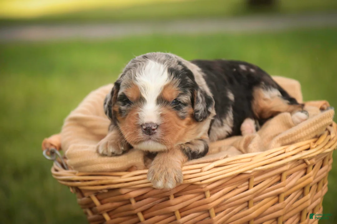 Mini Bernedoodle dogs for sale: Misha Mini Bernedoodle  - Ad 1