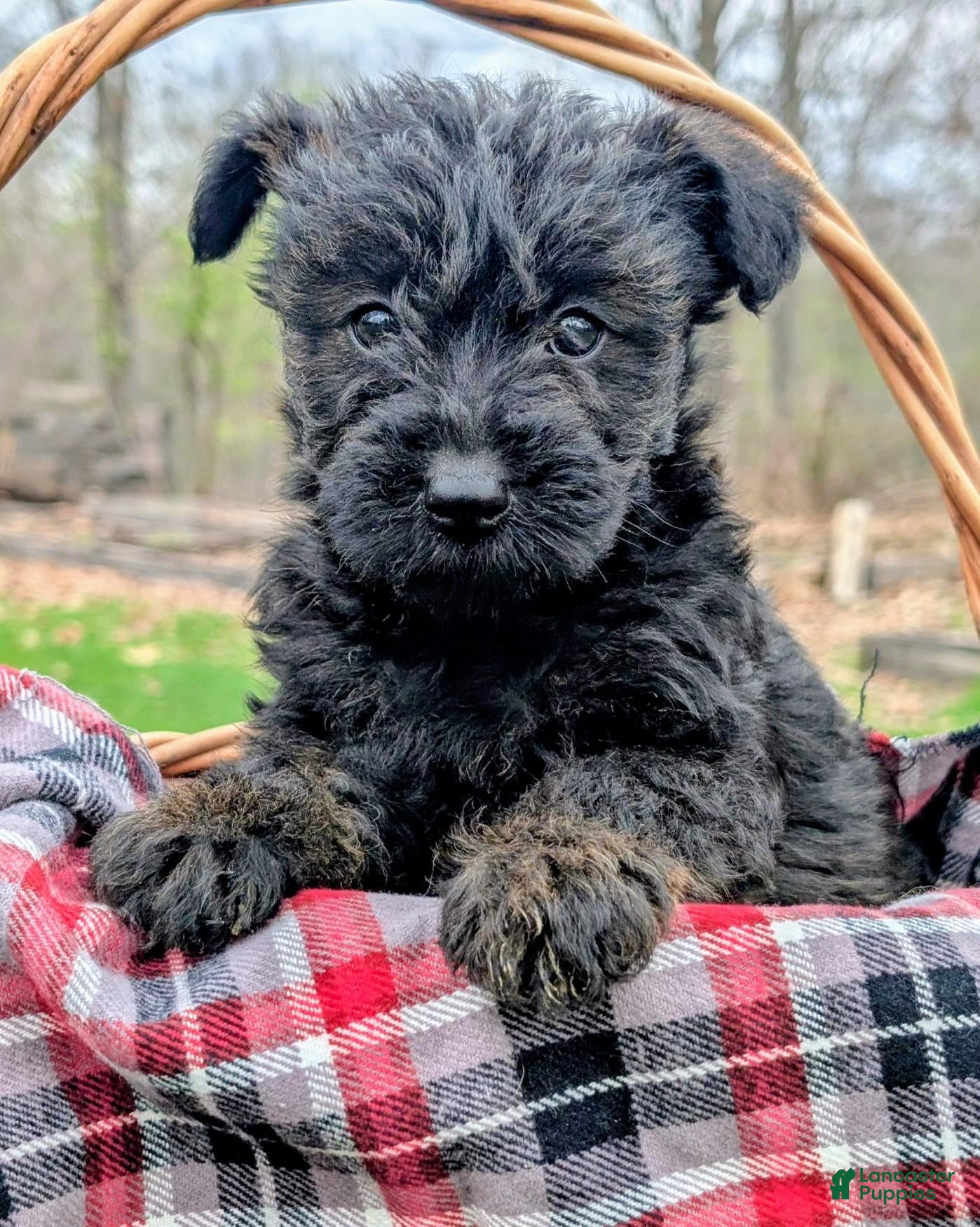 Mixed Breed dogs Diesel - Ad 1