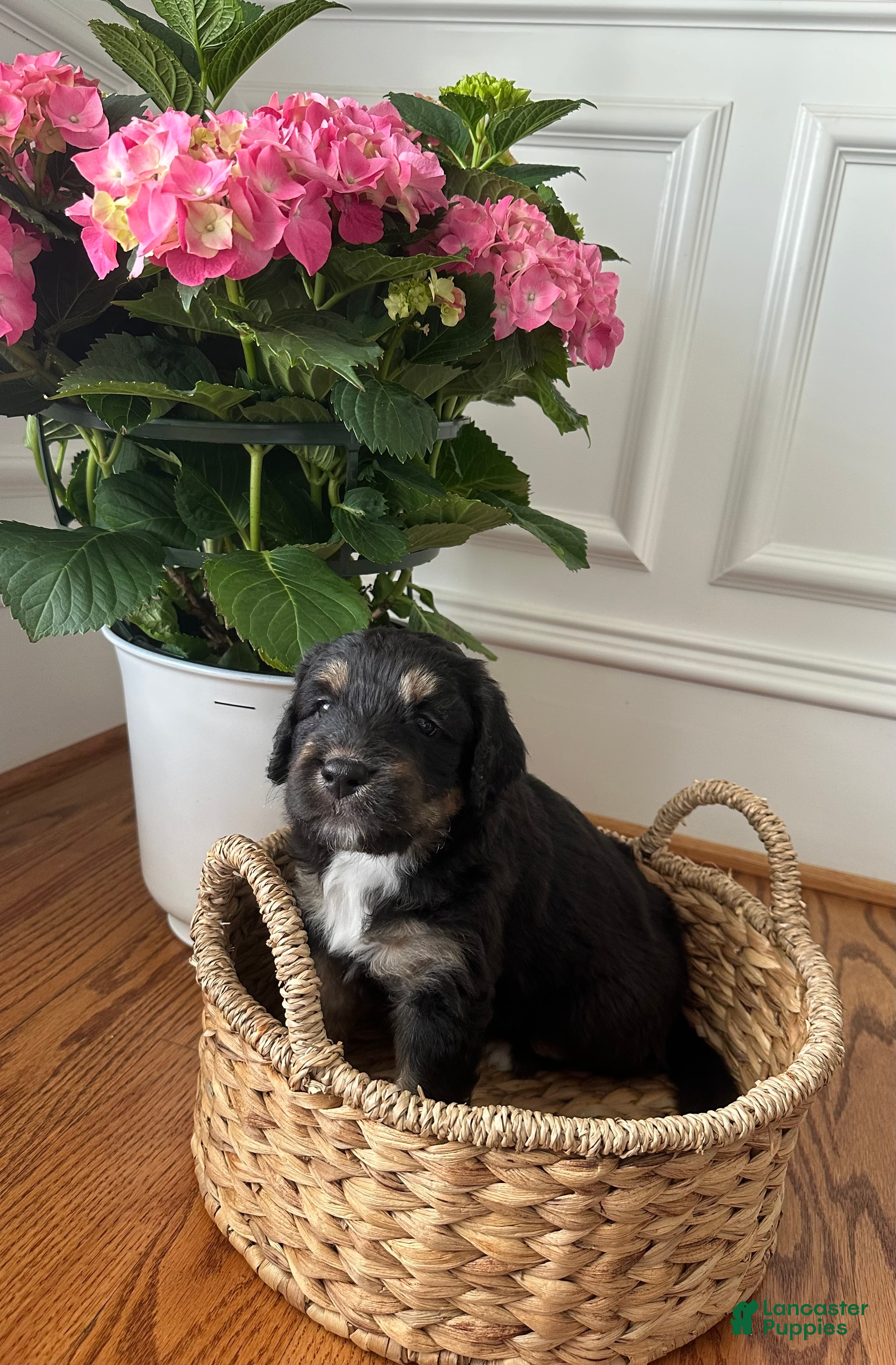 Aussiedoodle dogs Aussiedoodle Puppy 5 - Ad 9