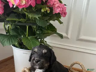 Aussiedoodle dogs Aussiedoodle Puppy 5 - Ad 18