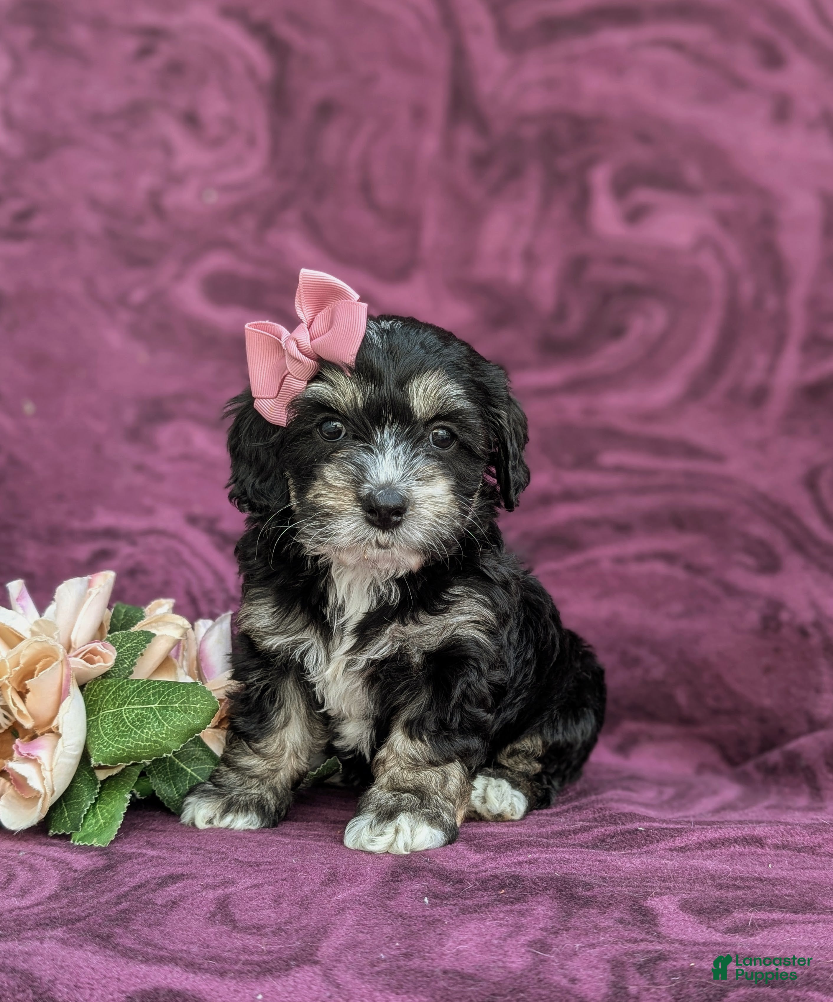 Cockapoo dogs Lara - Ad 1