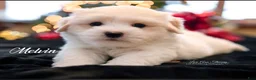 Coton De Tulear dogs for sale: Coton De Tulear 7 baxter - Ad 5