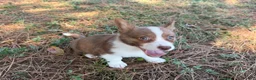 Mixed Breed dogs for sale: Blue collar boy - Ad 5