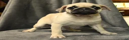 Pug dogs for sale: Lucy - Ad 3