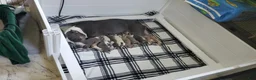 American Bully dogs for sale: American Bully 5 - Ad 30