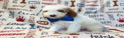Miniature Poodle dogs for sale: Tofu - Ad 8