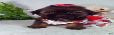 Gia