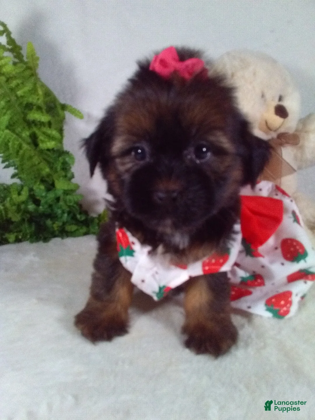 Shorkie dogs for sale: Gia - Ad 1