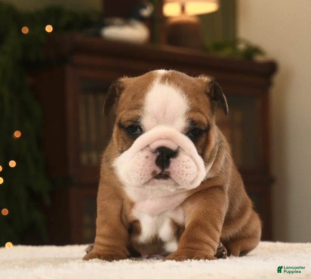 English Bulldog dogs for sale: Leo - Ad 4