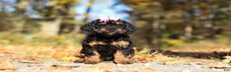 Miniature Poodle dogs for sale: Sophia (AKC) - Ad 1