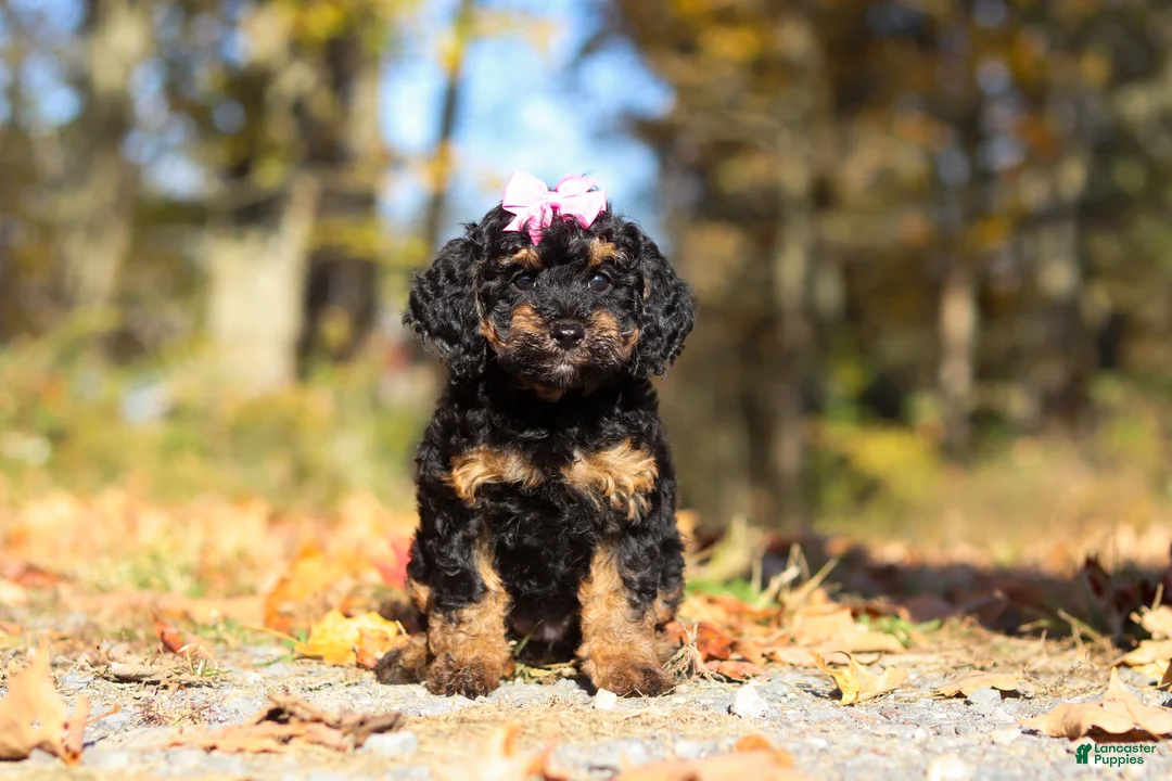 Miniature Poodle dogs for sale: Sophia (AKC) - Ad 1