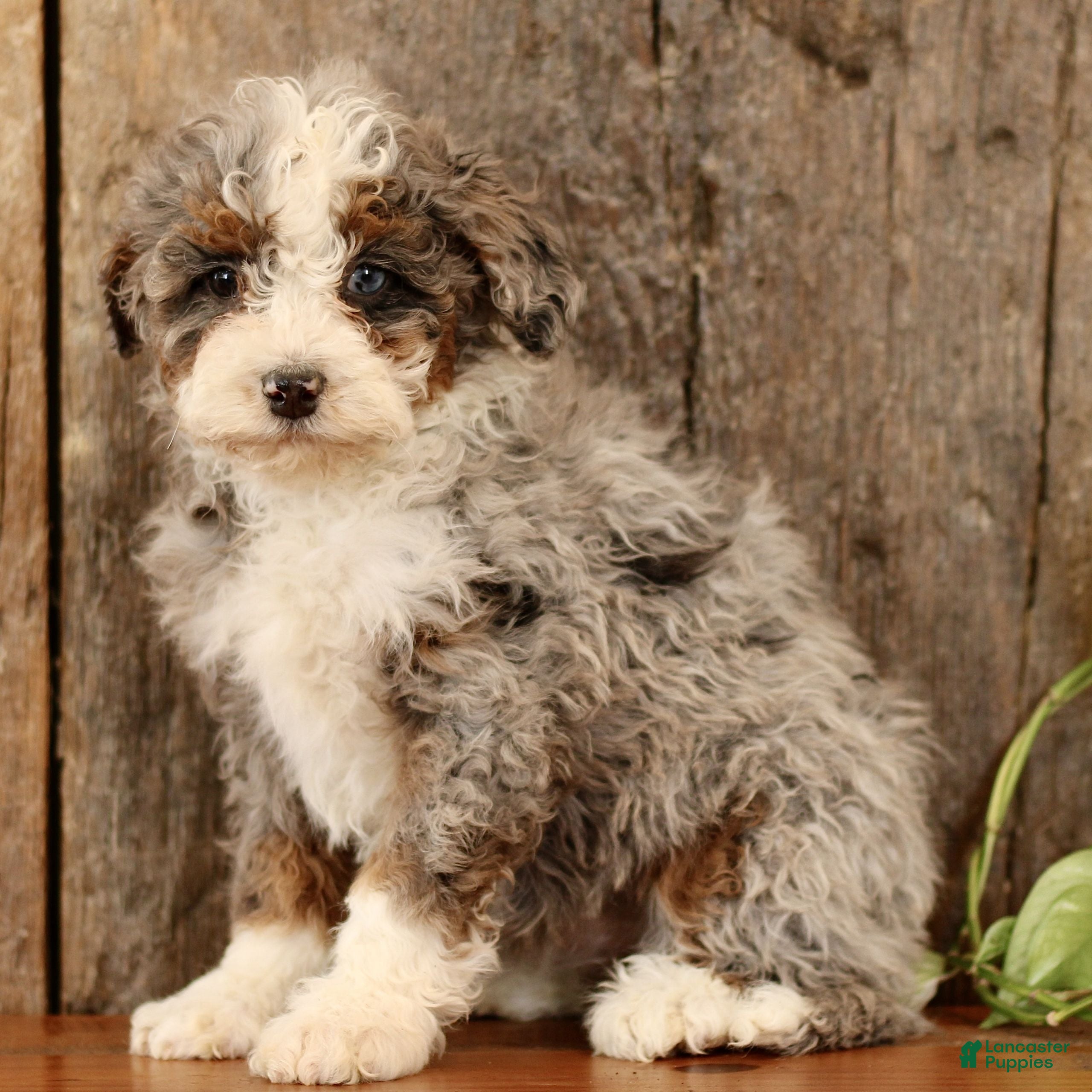 Mini Bernedoodle dogs Kiara  - Ad 2