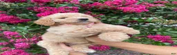 Goldendoodle dogs for sale: Sofie - Ad 2